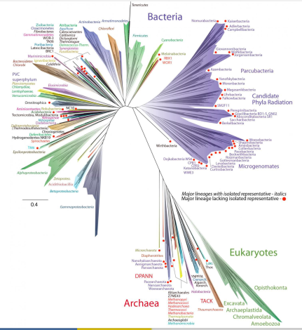tree of life TED Fellow